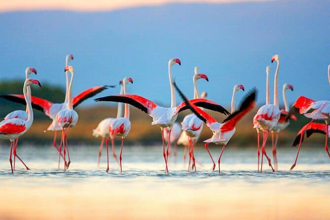 Jaffna