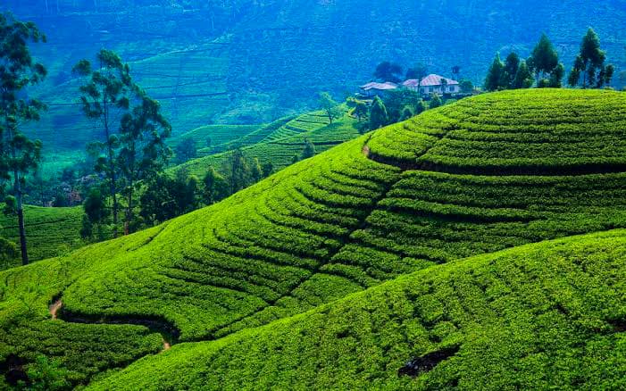 Nuwara Eliya