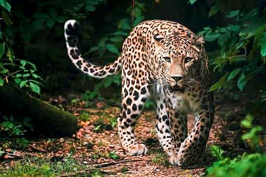 Wilpattu National Park