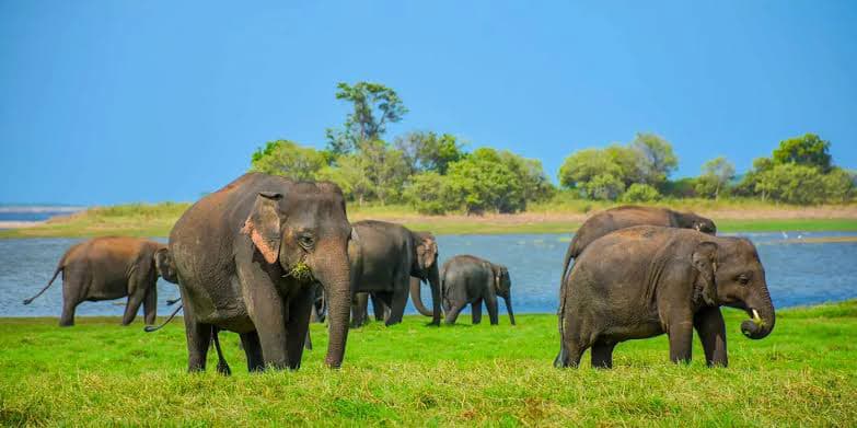 Wilpattu National Park