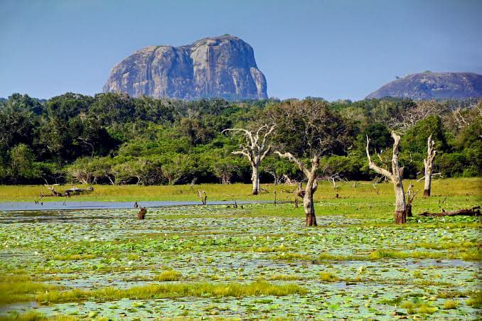 Yala National Park