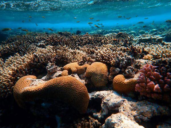 Hikkaduwa - Coral Gardens, Wrecks & Turtle Beach