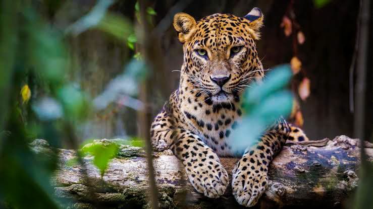 Yala National Park