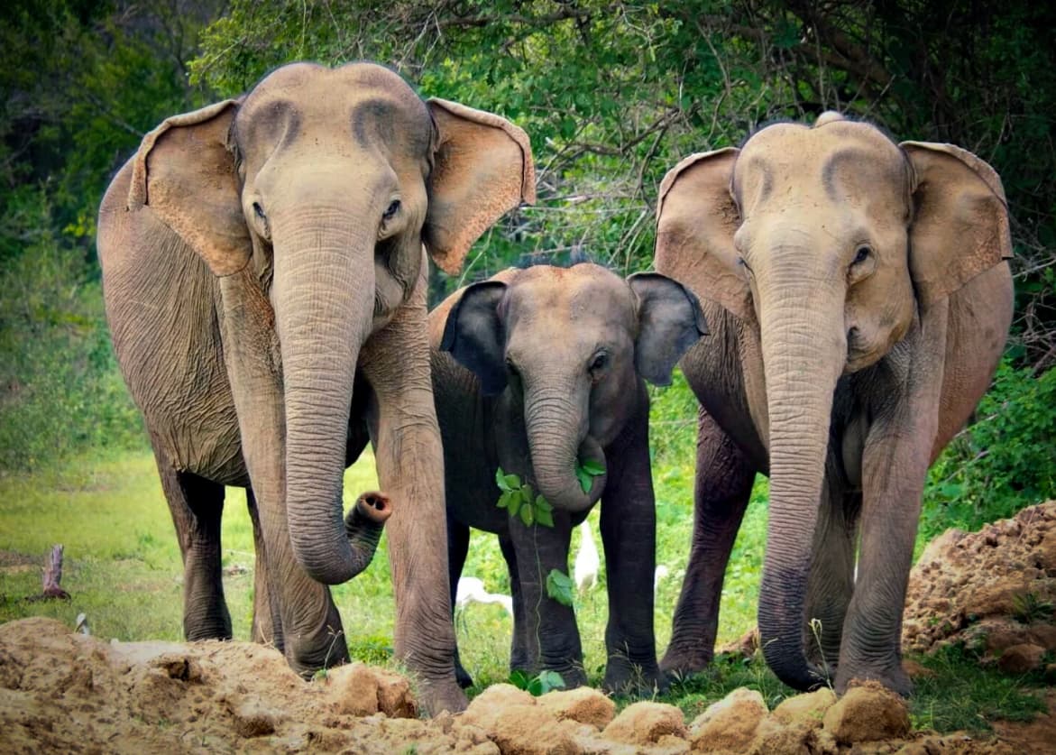 Wild elephant herd, Yala National Park